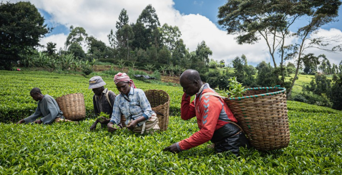 Israel-Iran Conflict Threatens Kenyan Tea Exports