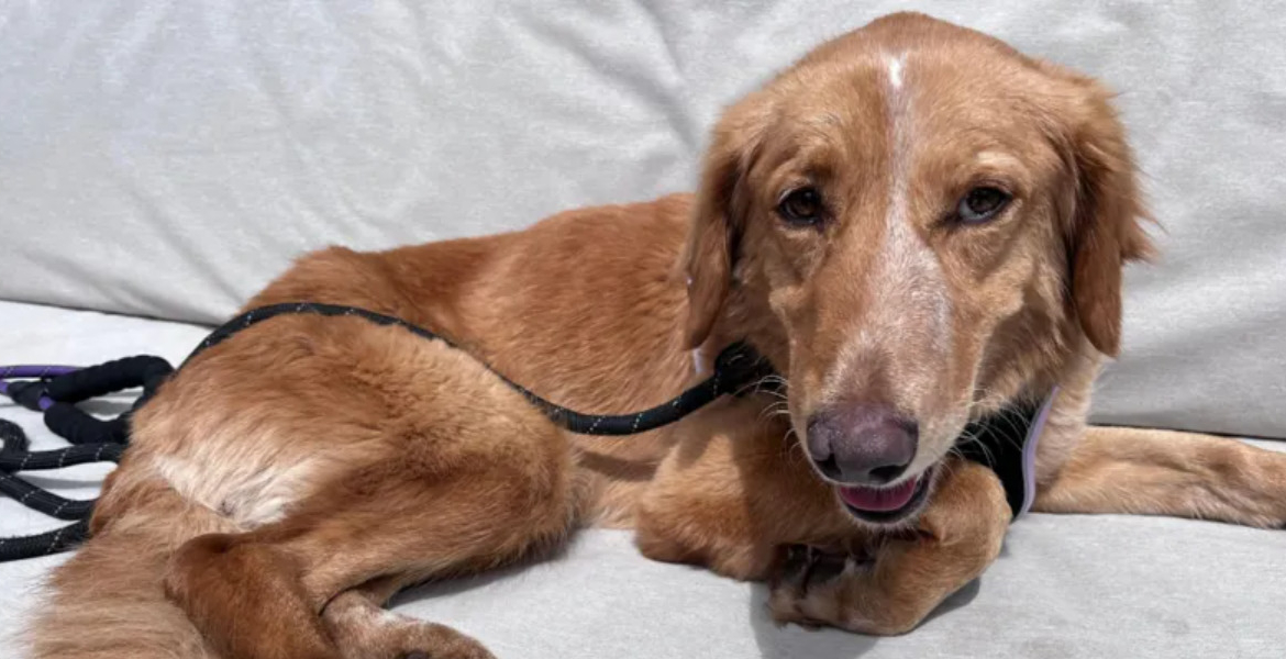 Amber Dog Survives 100-Mile Trek and Island Swim Before Rescue