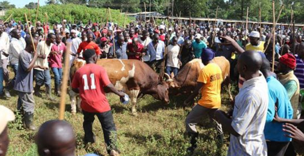 Bullfighting in Western Kenya: A Tradition Handed Down from Father to Son