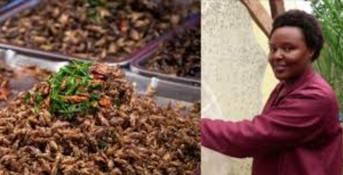 How Jannifer Muthike Earns Sh250,000 Monthly Farming Black Soldier Flies
