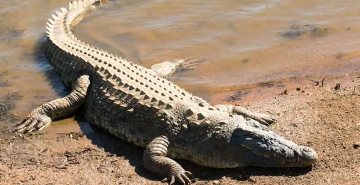 Crocodile Boy, 13, Killed by Crocodile While Fetching Water in Makueni