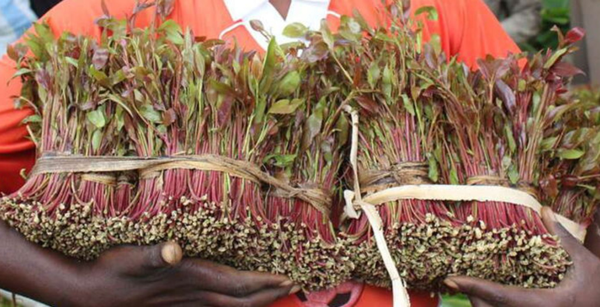Miraa Kenya to Use Cooperatives to Stabilise Miraa Supply Chain