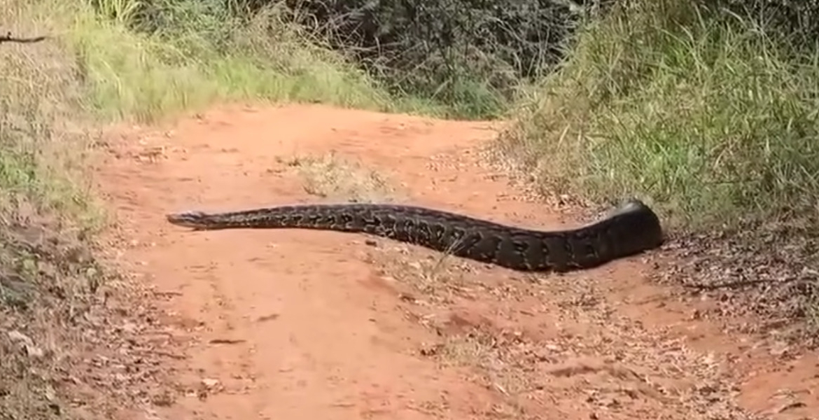 KFS Issues Safety Advisory Following Alleged Python Sighting in Karura Forest