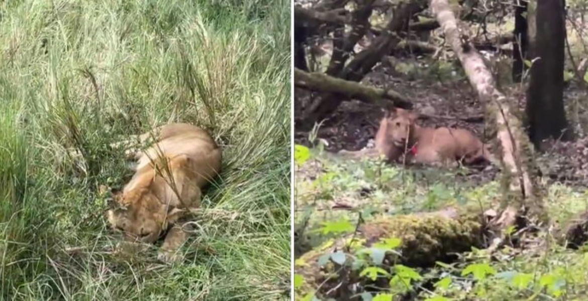 Lions Six Lions Poisoned in Maasai Mara Days After World Tourism Day Celebrations