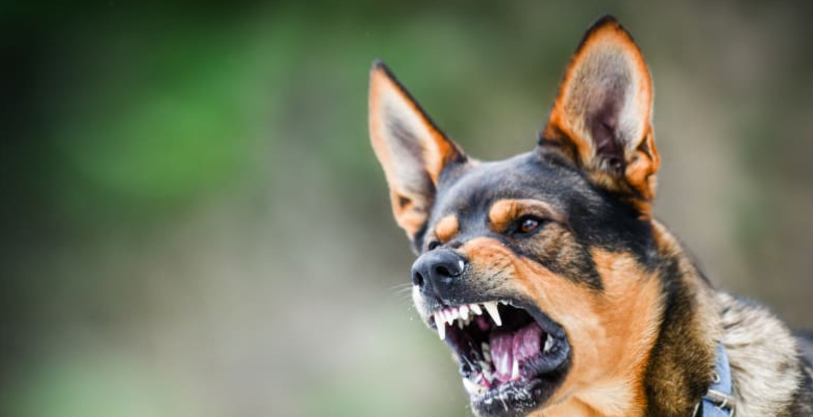 Washing Dog Bite Wounds Can Help Stop Rabies, Say Kenyan Vets