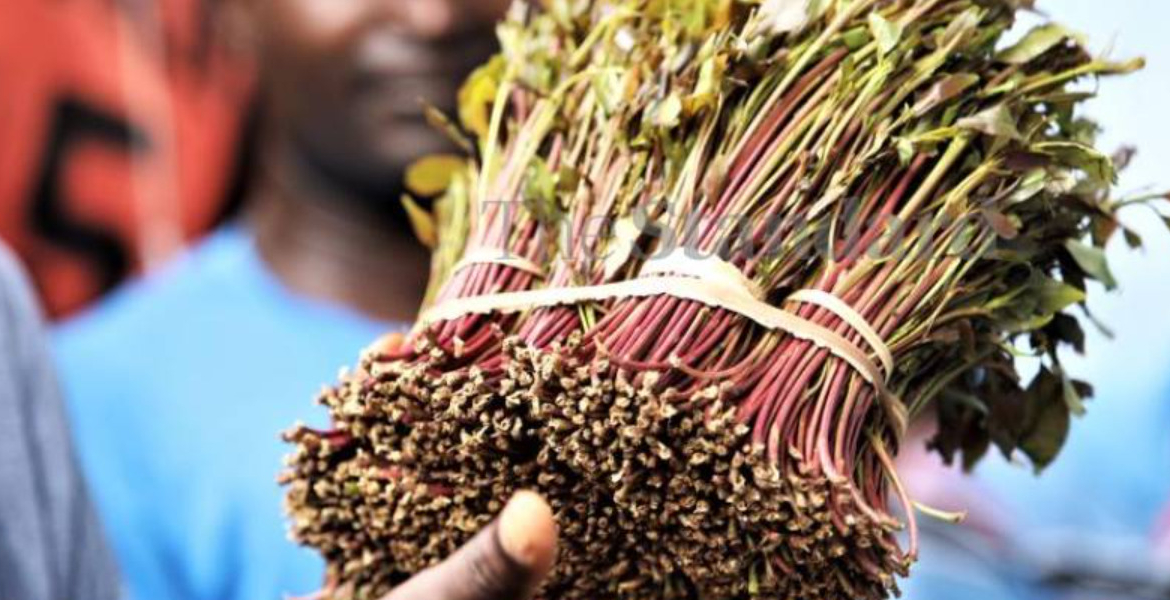 Miraa Meru University in New Bid to Turn Miraa into Drinkable Sachets