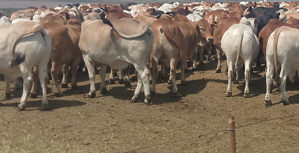 Kalenjin Elders to Honour Raila Odinga with Rare Tribute of 80 Bulls