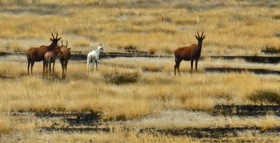 Rare Albino Tiang Spotted at Sibiloi National Park